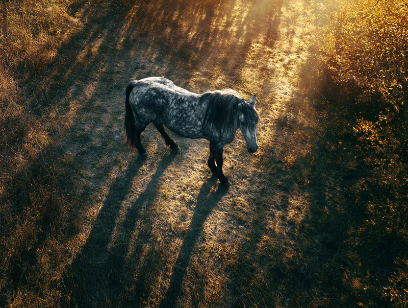 Aerial view of a lone dapple-gray horse casting a long shadow through autumn grass